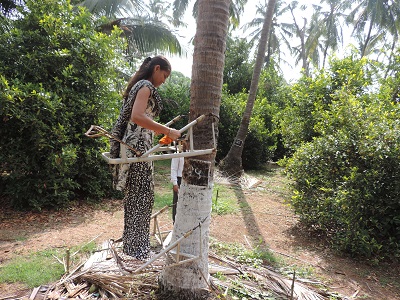 Mixed-Cropping in Coconut Gardens leads to a successful Venture 03