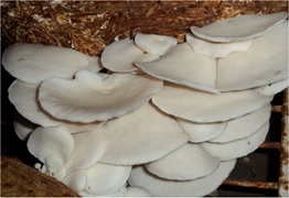Mushroom Cultivation - A Pathway to Economic Sustainability in Doon Valley of Uttarakhand 02