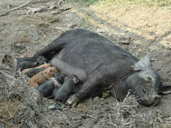 NRC-pig-ss2