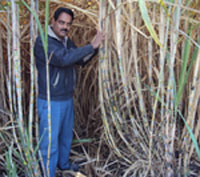 Narsinghpur2