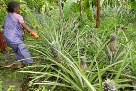 Pineappleasintercropincoconut