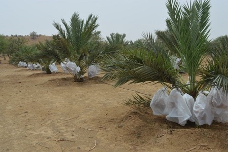 Plantation of Date Palms has changed fortune of farmers in Barmer 01_0.jpg