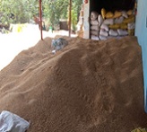 Popularization of Kathia Wheat (Variety HI-8717) for enhanced income 03_0.jpg