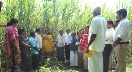 Farmers Encouraged to Adopt Improved Sugarcane Varieties at Field Day Organised by ICAR-SBI, Coimbatore