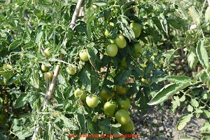 SS-tomato-03_0.jpg 