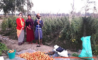 SS-tomato-05