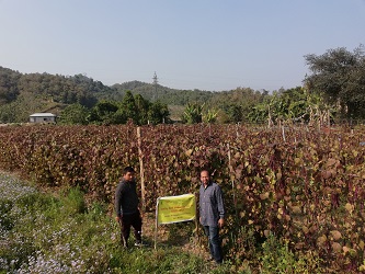 Seed H 01