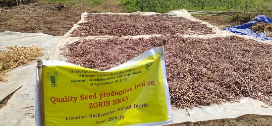 Seed H 02_0.jpg 