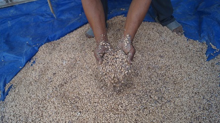 Seed H 04