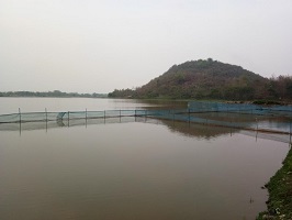 Successful Adoption of Culture Based Fisheries and Pen Culture Technologies enhanced Tribal Fishers’ income in Bamuni Beel, Assam 03