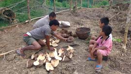 Tuber-Farming-system-4_0.jpg 