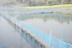 beledanga-bheel-1s_0.jpg