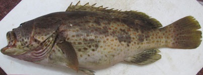 broodstockfgrouper