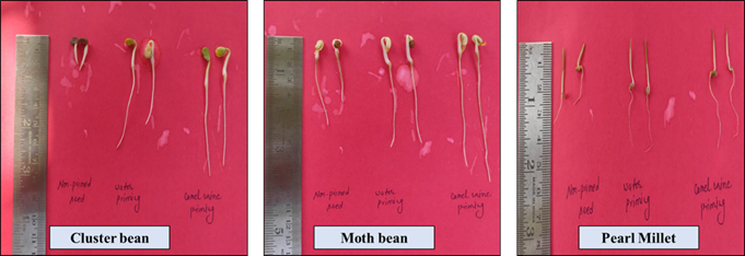 Camel Urine–Based Seed Priming: A Low-Cost, Climate-Resilient Strategy for Enhancing Crop Productivity in Hot Arid Regions
