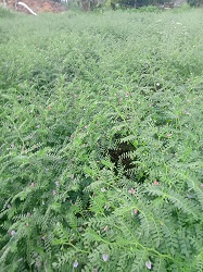 chickpea-01-2022