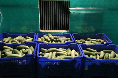 ICAR-CIAE, Bhopal developes Low Cost, Low Energy based on-farm storage system for enhancing the shelf life of fresh agro commodities: A boon for farmers and stakeholders