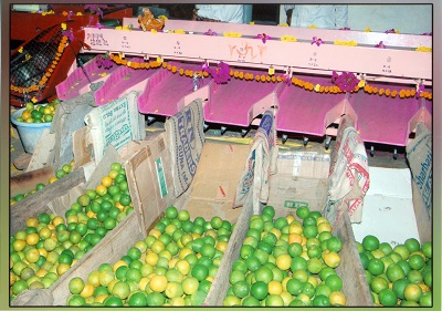 ciae_success_story_commercial_scale_fruit_grader_3