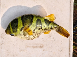ICAR-CIBA has successfully achieved the captive spawning and seed production of Green puffer fish (Tetradon fluviatilis Hamilton, 1822) at Kakdwip Research Centre, Kakdwip, West Bengal