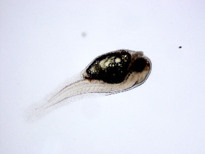 ICAR-CIBA has successfully achieved the captive spawning and seed production of Green puffer fish (Tetradon fluviatilis Hamilton, 1822) at Kakdwip Research Centre, Kakdwip, West Bengal