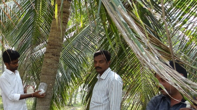 coconuttree_0.png 