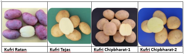 Ministry of Agriculture Notifies Four New Potato Varieties of ICAR-CPRI for Nationwide Cultivation and Processing