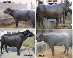 elite-Murrah--germplasm-s_0.jpg