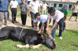 field-programme-mithun-03-07-2012-2_1.jpg 