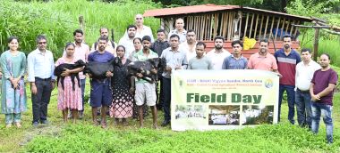 Field day on black Bengal goat farming Organised