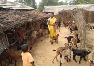 goatery-0522042014_0.jpg 