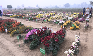 ICAR-IARI Celebrates Chrysanthemum Day