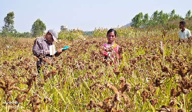Participatory Varietal Selection and Field Day on Millets Organised at Kundra, Koraput, Odisha