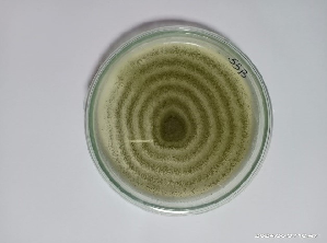 ICAR-IIOPR Unveils Eco-Friendly Biocontrol Breakthrough for Whitefly Management