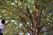 ICAR felicitates Farmers trained at ICAR-IIHR, Bengaluru for producing Novel Jackfruit varieties in their fields