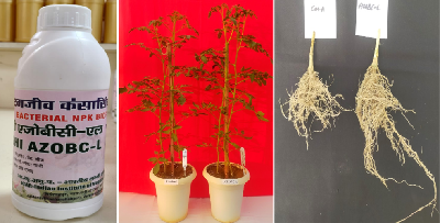 KASHI AZOBC: NPK Microbial Consortium Biofertilizer for Soil & Plant Health
