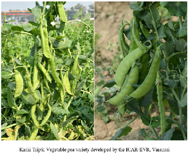 Kashi Tripti: A High-Yielding Mid-Season Edible-Podded Pea Variety Meeting the Needs of Health-Conscious Markets