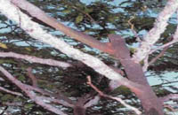 lac-cultivation1