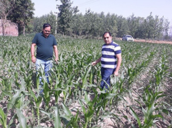 maize-success-story-2
