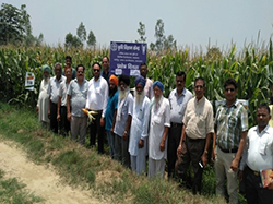 maize-success-story-3_0.jpg