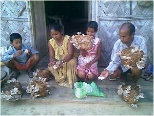mushroom-NE-Sucess-story-01-04-2011_1.jpg