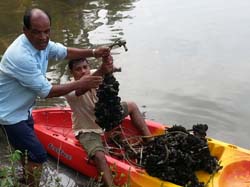 mussel-SS-12-09-2014-2_0.jpg