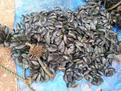 mussel-SS-12-09-2014-4_0.jpg