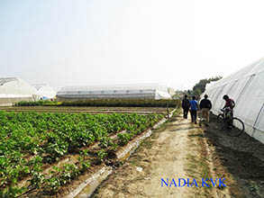 nadiakvk-01_0.jpg 