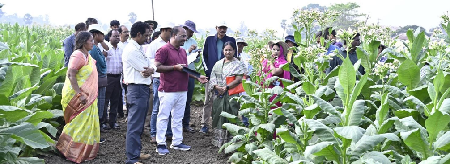 17 February 2026, Andhra Pradesh ICAR- National Institute for Research on Commercial Agriculture, Rajahmundry organized a Germplasm Field Day today at the Black Soil Research Farm - Katheru, ICAR-NIRCA, Rajahmundry. Dr. Sheshu Madhav, Director, ICAR-NIRCA, emphasized the critical role of germplasm in the conservation, evaluation, and utilization of commercial crops. He highlighted the significance of employing germplasm in targeted breeding programs to address the emerging challenges faced by farmers and to meet the requirements of stakeholders within the value-chain system of commercial crops. Furthermore, he advocated for the alignment of future research initiatives with the Institute's newly established mandates. Dr. K. Sarala, Head, Division of Crop Improvement, provided an overview of the germplasm activities currently being conducted at the Katheru Farm and mentioned that Germplasm field day will creat awareness of tobacco germplasm among the reserachers for its effective utilisation. The participants were taken on a field visit to observe the tobacco germplasm, which included 28 different types representing FCV, non-FCV, and wild Nicotiana species, along with an explanation of their unique characteristics. Detailed information was also provided on the chilli and ashwagandha germplasm maintained at the farm. Additionally, the seed production plots of released varieties were showcased, and their distinct traits were explained. More than 2,500 germplasm accessions were showcased, including 2,100 accessions of Tobacco, 380 accessions of Ashwagandha, and 65 accessions of chilli at the BSRA Farm. Participants had the opportunity to observe the diverse morphological traits of germplasm of tobacco, chilli and aswagandha. Descisions were taken to utilize the available genetic diversity in different areas of commercial agriculture. The event witnessed the participation of around 50 attendees, including Scientists, Technical Officers and Technicians. (Source: ICAR- National Institute for Research on Commercial Agriculture, Rajahmundry, Andhra Pradesh)