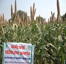 Laser levelling along with ridge furrow in standing pearl millet for getting higher yield and income