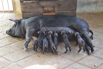 pig-01-04082014_0.jpg