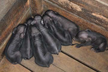 pig-02-04082014_0.jpg