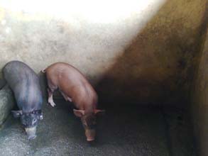 pig-03-23052014_0.jpg