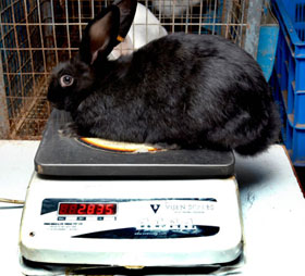 rabbit-weight-cswri-s