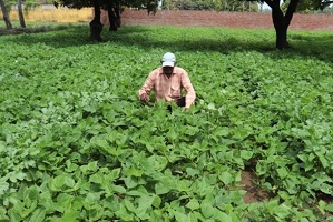 rajma-bhimmal-02.jpg
