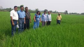 rice-valuchain-03